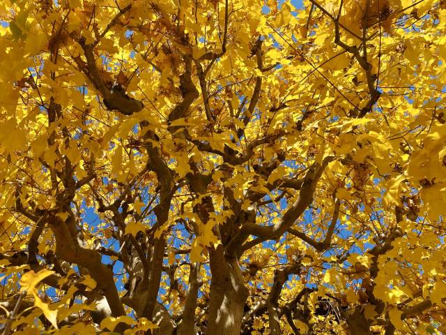 Foto goldener Herbstbaum